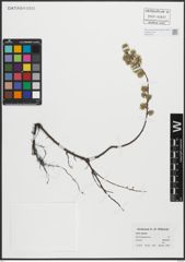 Foto von Salix repens L.